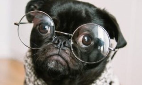 A pug wearing glasses to showcase an intellectual being